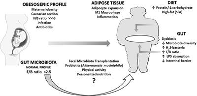 Obesity: More Than an Inflammatory, an Infectious Disease?